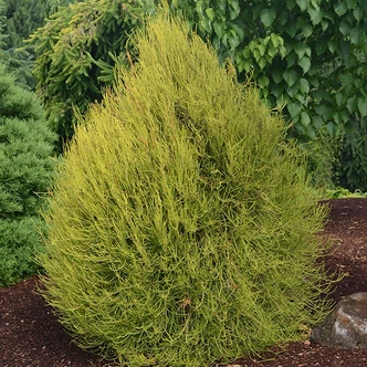 Thuja (Platycladus) orientalis 'Franky Boy' – Keleti tuja