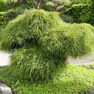 Thuja plicata 'Whipcord' – Óriás tuja