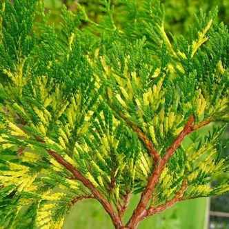 Thuja plicata 'Zebrina' – Tarka hajtásvégű, óriás tuja