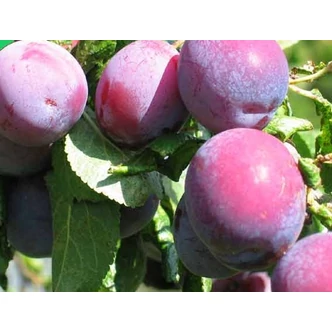 'Althann ringló' (syn.: 'Althanova ringlota', 'Conducta', 'Reine Claude d’Althan', 'Reine Claude de Comte Hathem', 'Piros ringló', 'Hathen’s Gage', 'Renklod Al’tana' stb.) szilvafa (konténeres) 'Althann ringló' (syn.: 'Althanova ringlota', 'Conducta', 'Reine Claude d’Althan', 'Reine Claude de Comte Hathem', 'Piros ringló', 'Hathen’s Gage', 'Renklod Al’tana' stb.) szilvafa (konténeres)