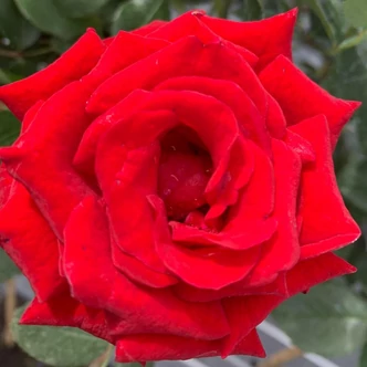 Rosa 'Paulmann' – Magastörzsű rózsaoltvány