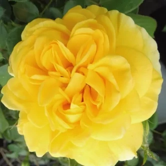 Rosa 'Cheerfulness' - sárgabarack - virágágyi floribunda rózsa