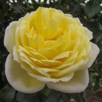 Rosa 'Perseus' - sárga - climber, futó rózsa