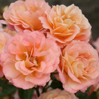 Rosa 'Cubana'® – floribunda rózsa
