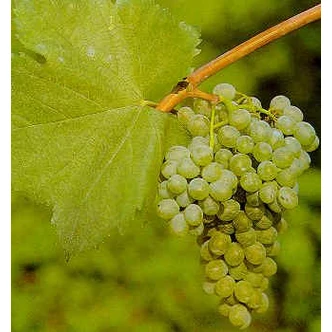 'Bianca R' fehér borszőlő