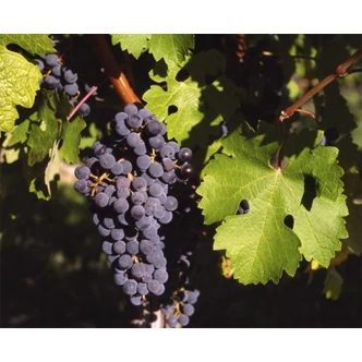 'Cabernet sauvignon' vörös borszőlő