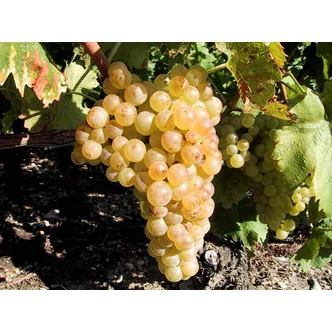 'Chasselas' fehér csemegeszőlő 'Chasselas' fehér csemegeszőlő