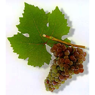 'Cserszegi Fűszeres' fehér borszőlő