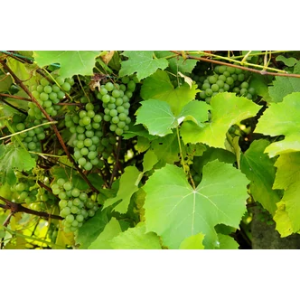 'Királyleányka' fehér borszőlő