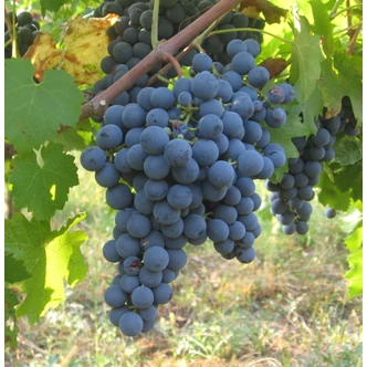 'Néró R' csemegeszőlő 'Néró R' csemegeszőlő