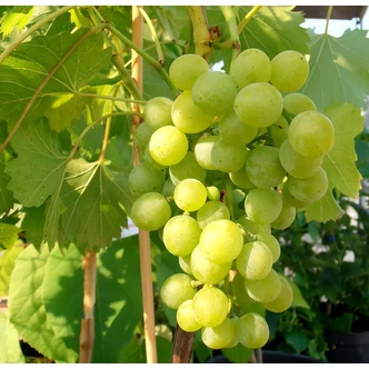 'Palatina (aug. muskotályos) R' csemegeszőlő