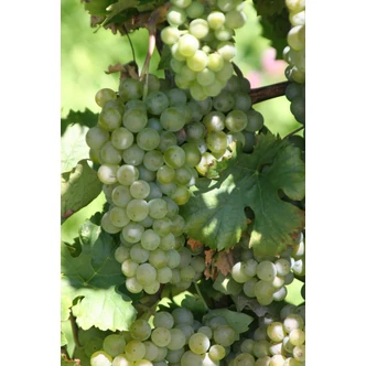 'Rizlingszilváni' fehér borszőlő