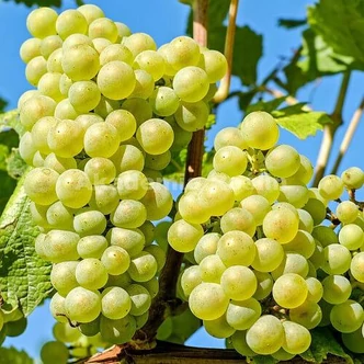 'Aloszenkin' szőlő 'Aloszenkin' szőlő