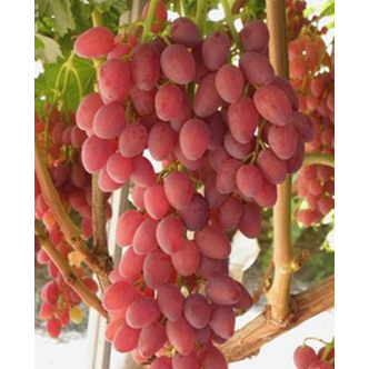 'Apirene Rossa' csemegeszőlő