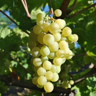 'Bianca' – Fehér borszőlő