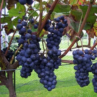 'Boskoop Glory' – Csemegeszőlő 'Boskoop Glory' – Csemegeszőlő