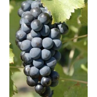 'Fekete ökörszem' szőlő