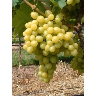 'Felicia' szőlő 'Felicia' szőlő