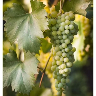 'Fercal' szőlő 'Fercal' szőlő