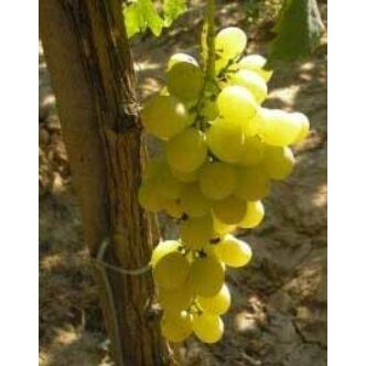 'Gloria Hungariae' szőlő