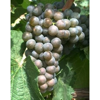 'Jázmin' fehér borszőlő 'Jázmin' fehér borszőlő