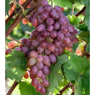 'Katharina' szőlő 'Katharina' szőlő