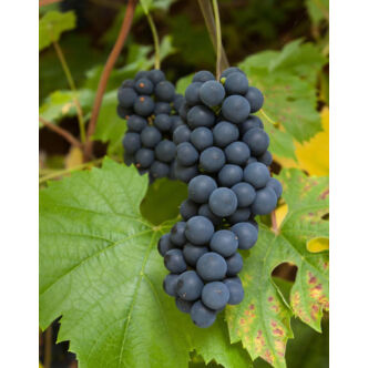 'Kék muskotály' ('Muscat Bleu') szőlő