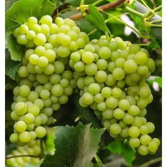 'Leányka' fehér borszőlő