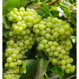 'Leányka' fehér borszőlő