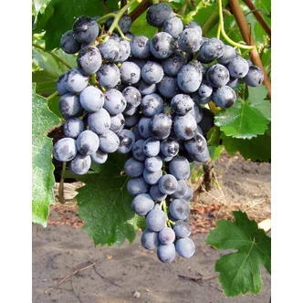 'Léna (syn.: Bíró Kékje)' szőlő 'Léna (syn.: Bíró Kékje)' szőlő