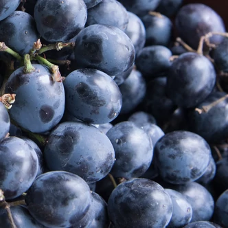 'Moldova R' csemegeszőlő 'Moldova R' csemegeszőlő