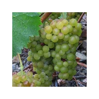 'Muscaat Blanc' – Szőlő 'Muscaat Blanc' – Szőlő