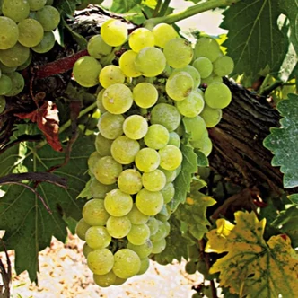 'Muscaat van Alexandre' – Szőlő 'Muscaat van Alexandre' – Szőlő