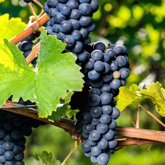 'Nagyezsda Azosz' (syn.: 'Nadezhda Azos') – Szőlő 'Nagyezsda Azosz' (syn.: 'Nadezhda Azos') – Szőlő