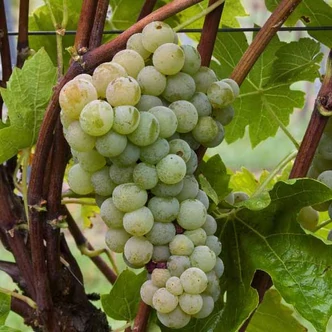 'Rayon d'Or' – Fehér szőlő