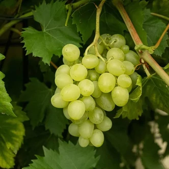 'Romulus' szőlő 'Romulus' szőlő