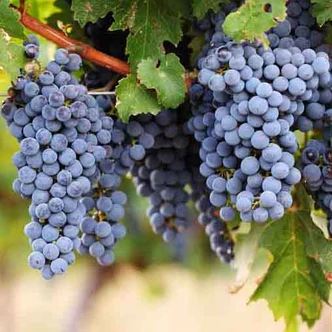 'Rondo' – Szőlő 'Rondo' – Szőlő