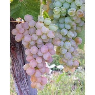 'Teréz' R csemegeszőlő