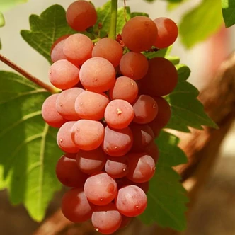 'Vanessa' szőlő (világos piros)
