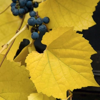 Vitis riparia 'Ania' – Illatos, ligeti szőlő