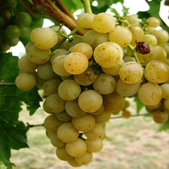 'Vroege van der Laan' – Fehér szőlő