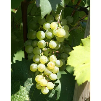 'Zöld Veltelini' fehér borszőlő 'Zöld Veltelini' fehér borszőlő