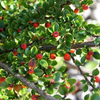 Cotoneaster simonsii – Himalájai madárbirs (szabadgyökerű)