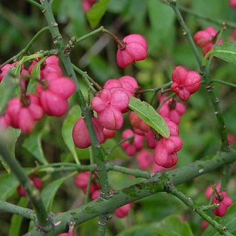Euonymus europaeus – Csíkos kecskerágó Euonymus europaeus – Csíkos kecskerágó