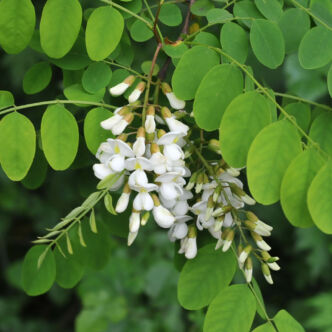 Robinia pseudoacacia – Fehér akác