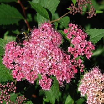 Spiraea japonica (syn.: bumalda) – Gyöngyvessző