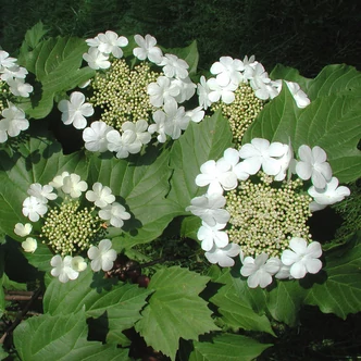 Viburnum opulus – Kányabangita