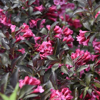 Weigela florida 'Alexandra' (syn.: 'Wine and Roses') – Rózsalonc