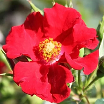 Rosa 'Enceladus' - vörös - talajtakaró rózsa