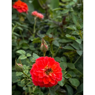 Rosa 'Miami™' - narancssárga - törpe - mini rózsa Rosa 'Miami™' - narancssárga - törpe - mini rózsa
